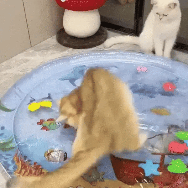 MiaouSplash® - Tapis d’eau interactif pour Chat